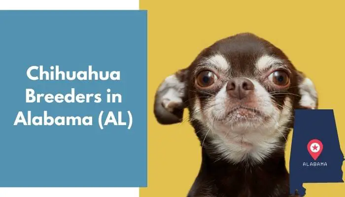 Chihuahua Breeders in Alabama AL