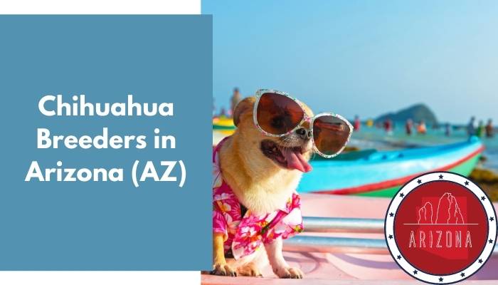 Chihuahua Breeders in Arizona AZ
