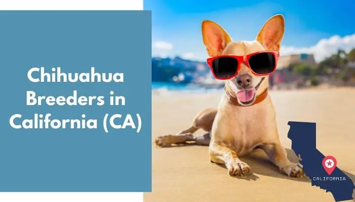 Chihuahua Breeders in California CA