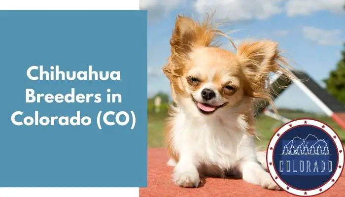 Chihuahua Breeders in Colorado CO