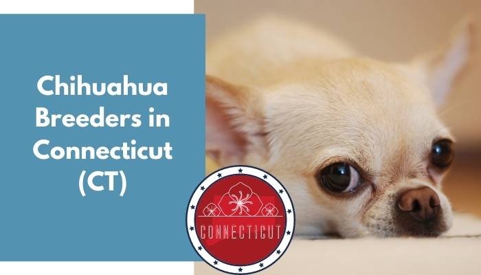 Chihuahua Breeders in Connecticut CT