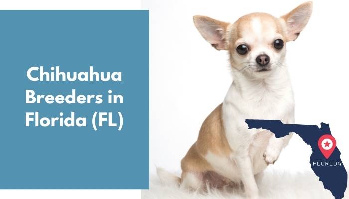 Chihuahua Breeders in Florida FL
