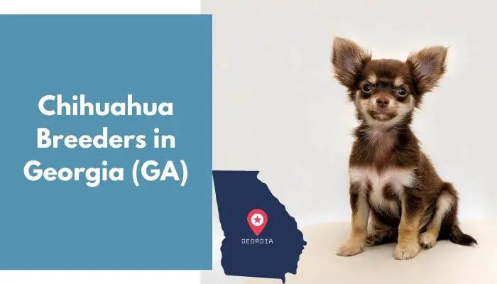 Chihuahua Breeders in Georgia GA