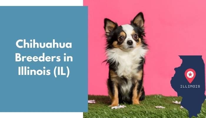 Chihuahua Breeders in Illinois IL