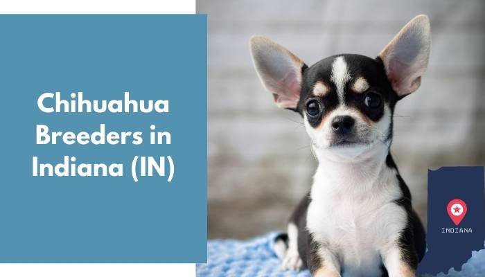 Chihuahua Breeders in Indiana IN