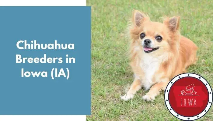 Chihuahua Breeders in Iowa IA