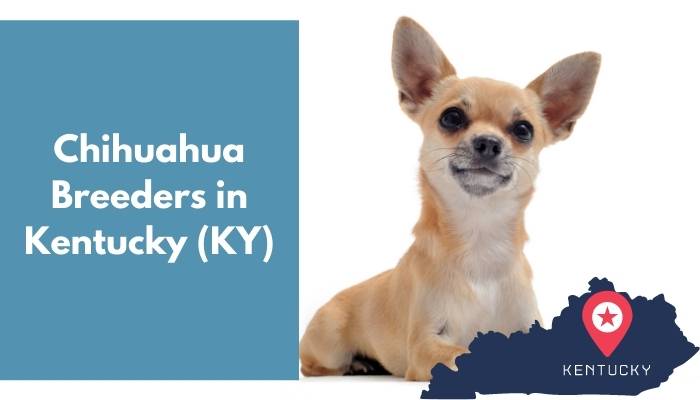 Chihuahua Breeders in Kentucky KY