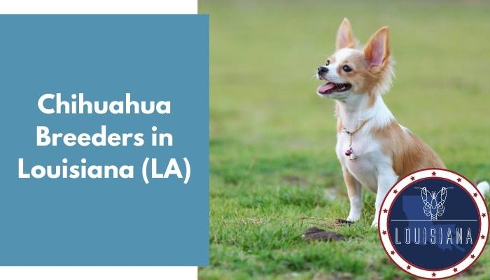 Chihuahua Breeders in Louisiana LA