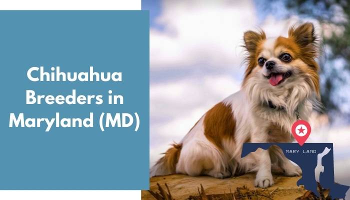 Chihuahua Breeders in Maryland MD