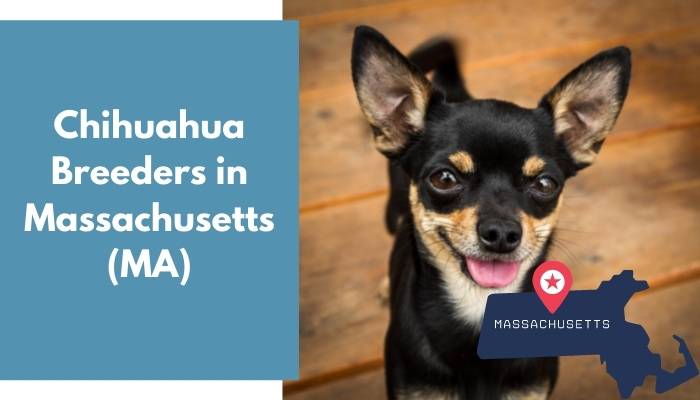 Chihuahua Breeders in Massachusetts MA