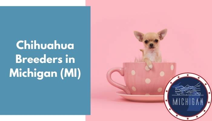 Chihuahua Breeders in Michigan MI