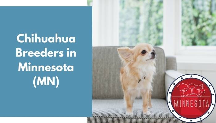 Chihuahua Breeders in Minnesota MN