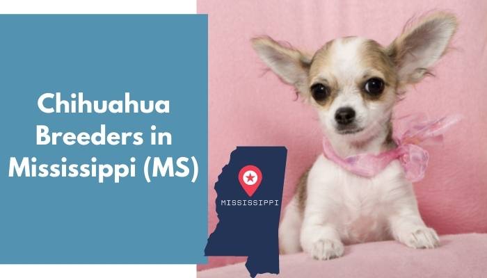 Chihuahua Breeders in Mississippi MS