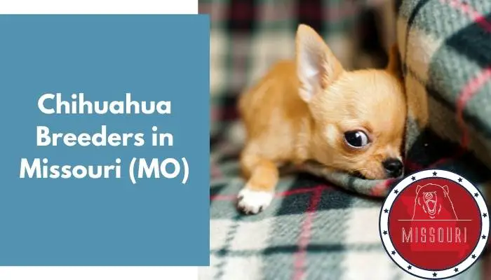 Chihuahua Breeders in Missouri MO