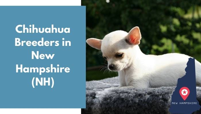 Chihuahua Breeders in New Hampshire NH