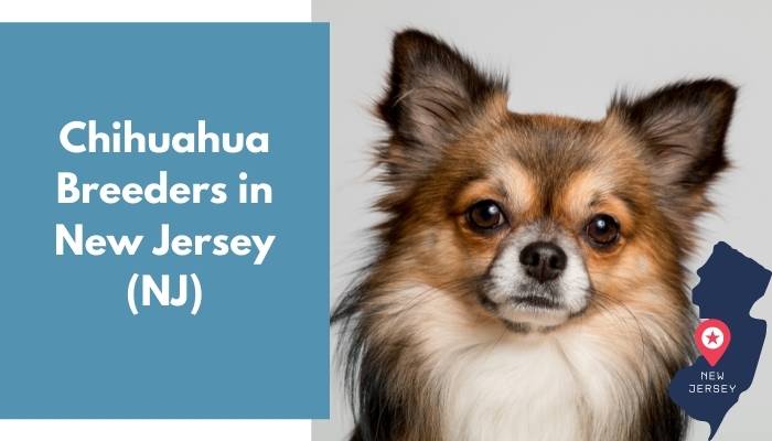 Chihuahua Breeders in New Jersey NJ