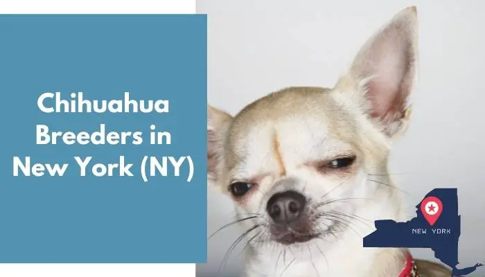 Chihuahua Breeders in New York NY