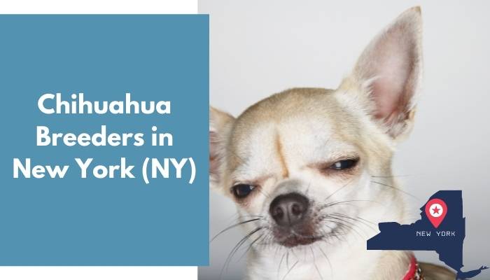 Chihuahua Breeders in New York NY