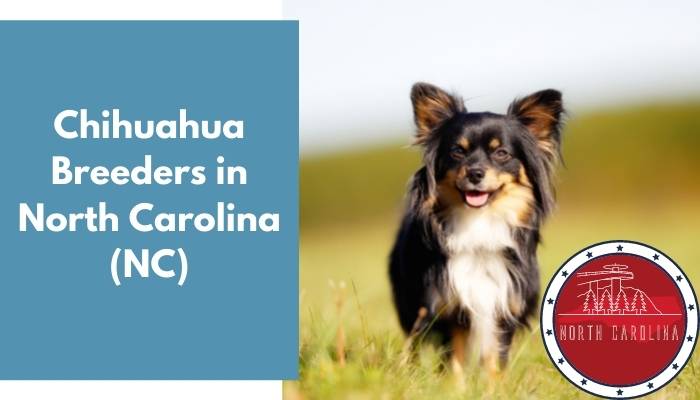 Chihuahua Breeders in North Carolina NC