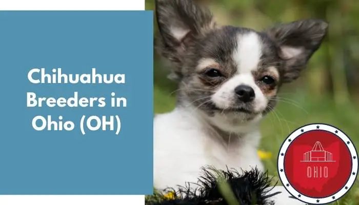 Chihuahua Breeders in Ohio OH
