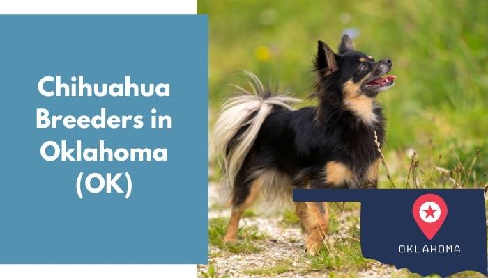 Chihuahua Breeders in Oklahoma OK