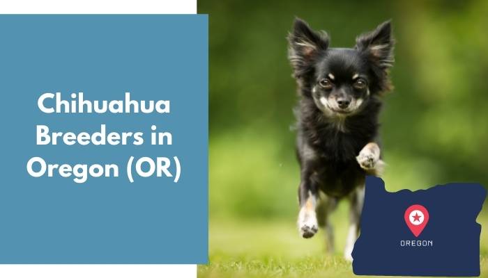 Chihuahua Breeders in Oregon OR