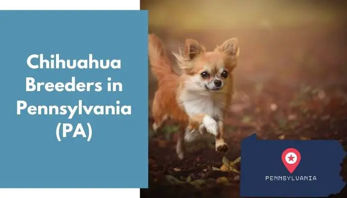Chihuahua Breeders in Pennsylvania PA