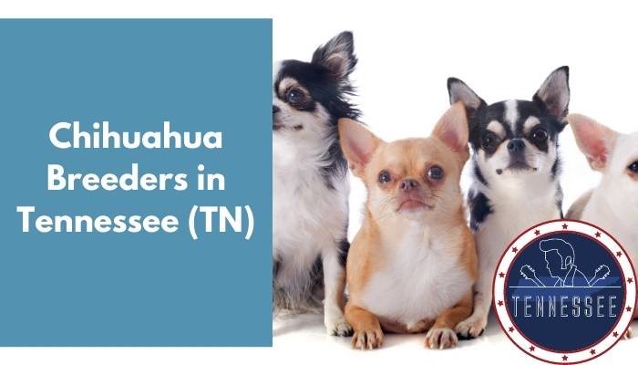 Chihuahua Breeders in Tennessee TN