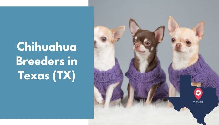 Chihuahua Breeders in Texas TX