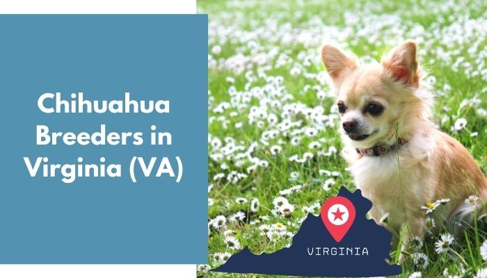 Chihuahua Breeders in Virginia VA