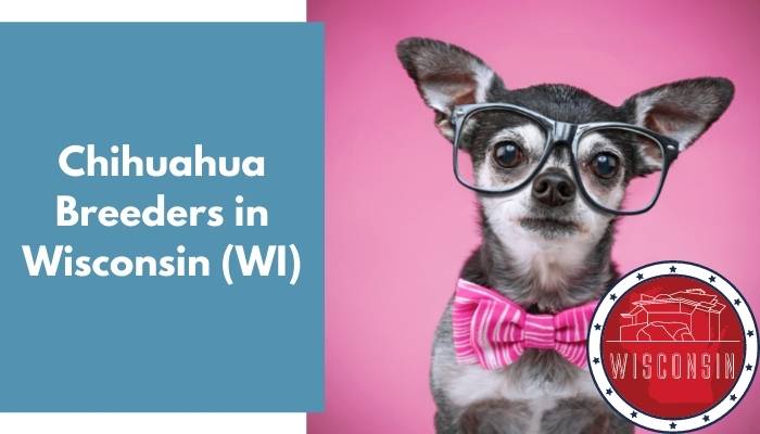 Chihuahua Breeders in Wisconsin WI