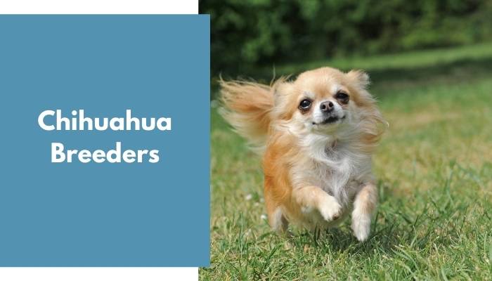 Chihuahua Breeders