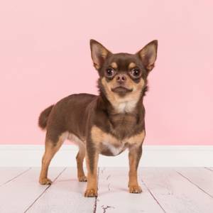 Chihuahua breeders category