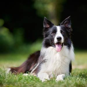 border collie breeders category