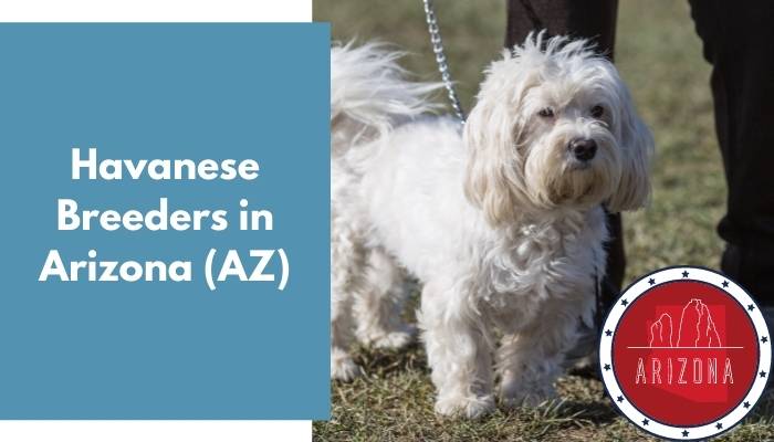 Havanese Breeders in Arizona AZ