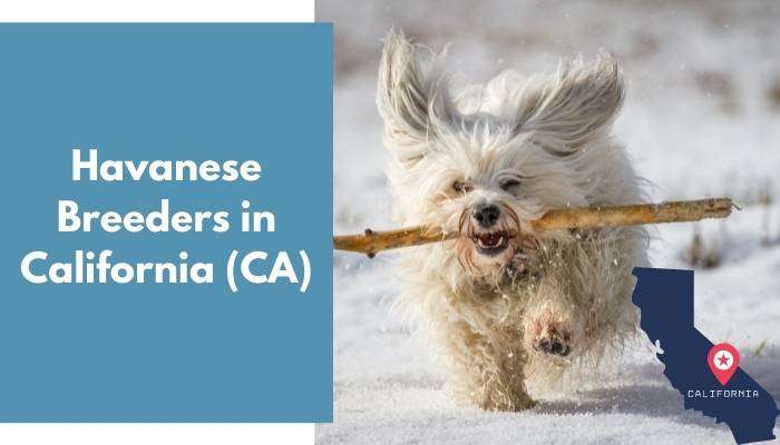 Havanese Breeders in California CA