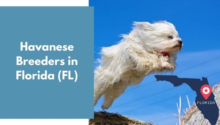 Havanese Breeders in Florida FL