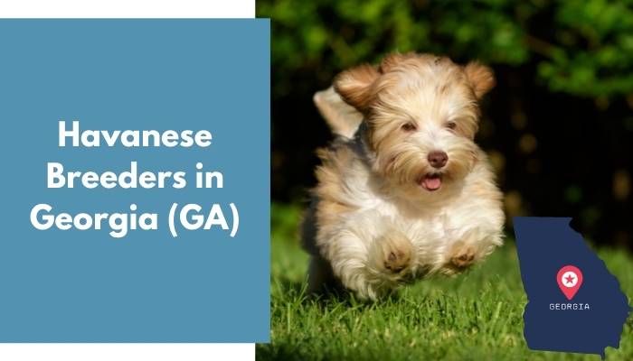 Havanese Breeders in Georgia GA