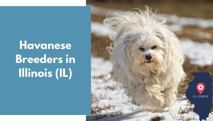 Havanese Breeders in Illinois IL