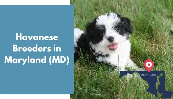 Havanese Breeders in Maryland MD