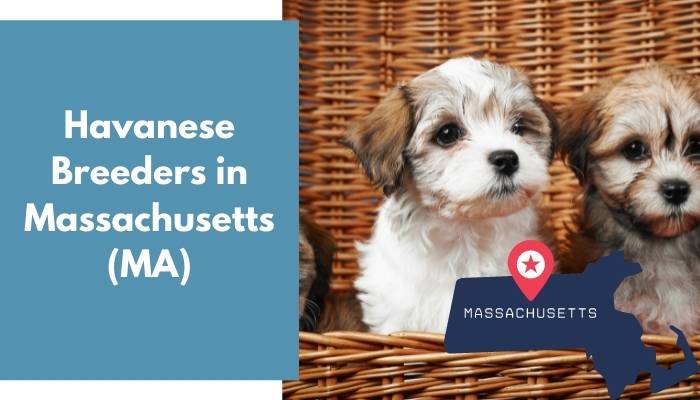 Havanese Breeders in Massachusetts MA