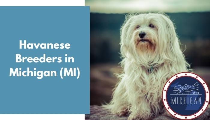 Havanese Breeders in Michigan MI