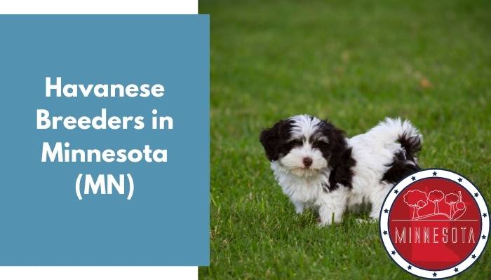 Havanese Breeders in Minnesota MN