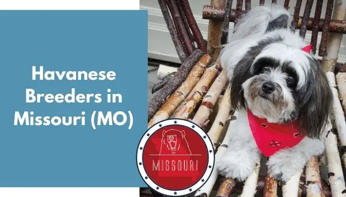 Havanese Breeders in Missouri MO