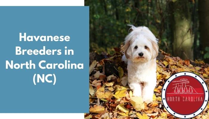 Havanese Breeders in North Carolina NC