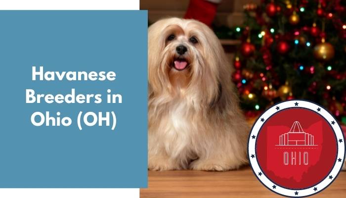 Havanese Breeders in Ohio OH