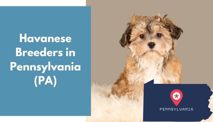 Havanese Breeders in Pennsylvania PA