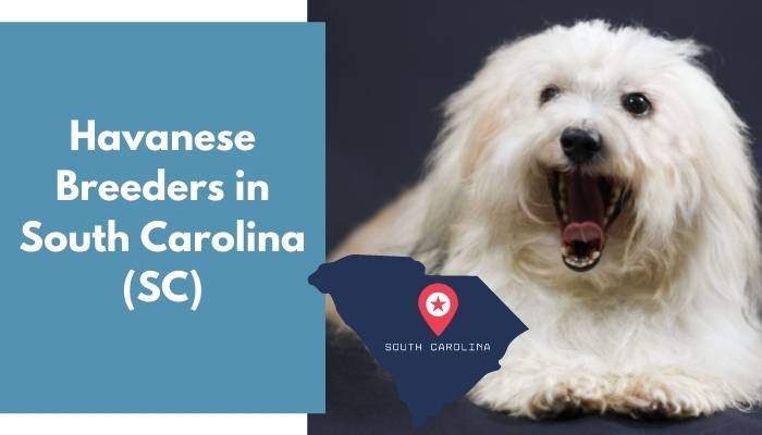 Havanese Breeders in South Carolina SC