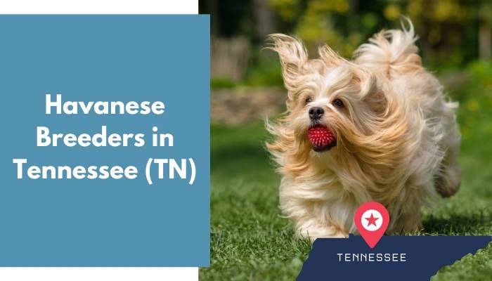 Havanese Breeders in Tennessee TN