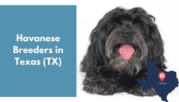 Havanese Breeders in Texas TX